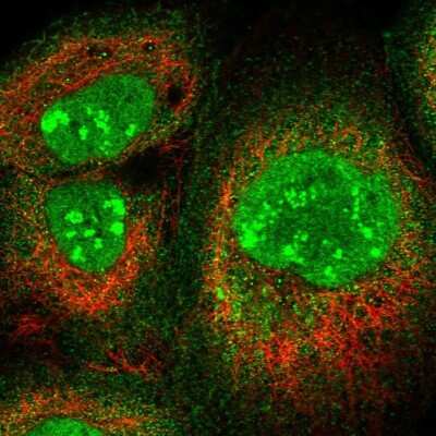Immunocytochemistry/ Immunofluorescence: PAF49 Antibody [NBP1-90085]