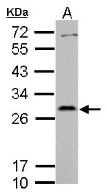 Western Blot: PAFAH1B2 Antibody [NBP2-19677]