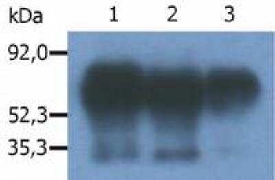 Immunoprecipitation: PAG1 Antibody (PAG-C1) - BSA Free [NB500-487]