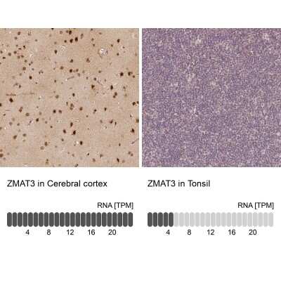 Immunohistochemistry-Paraffin: PAG608 Antibody [NBP2-62599]