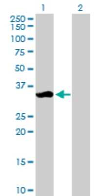 Western Blot: PAG608 Antibody [H00064393-B01P]