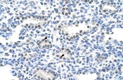 Immunohistochemistry-Paraffin: PAIP1 Antibody [NBP1-57310]
