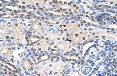 Immunohistochemistry-Paraffin: PAIP1 Antibody [NBP1-57310]