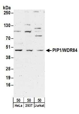 Western Blot: PAK1 interacting protein 1 Antibody [NB100-77292]