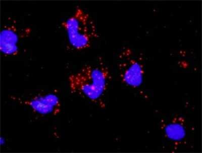 Proximity Ligation Assay: PAK2 Antibody (1E1) [H00005062-M01]