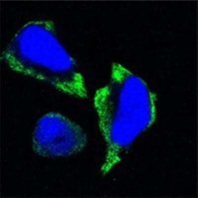 Immunocytochemistry/ Immunofluorescence: PAK2 Antibody (3B5) - BSA Free [NBP1-47542]