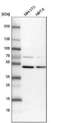 Western Blot: PAMCI Antibody [NBP1-80938]