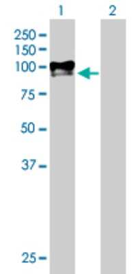 Western Blot: PAMR1 Antibody [H00025891-B01P]
