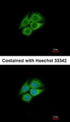 Immunocytochemistry/ Immunofluorescence: PANK1 Antibody [NBP1-32509]