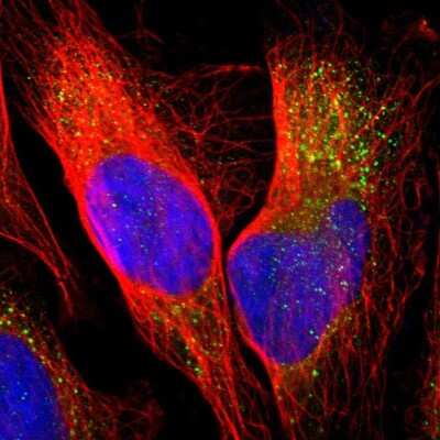 Immunocytochemistry/ Immunofluorescence: PANK2 Antibody [NBP1-88295]
