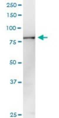 Western Blot: PANK4 Antibody [H00055229-D01P]