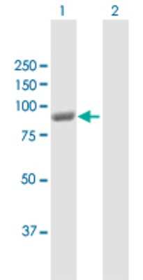 Western Blot: PANK4 Antibody [H00055229-D01P]