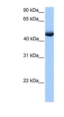 Western Blot: PAOX Antibody [NBP1-70668]