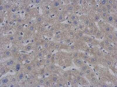 Immunohistochemistry-Paraffin: PAPD1 Antibody (1D3) [NBP2-43686]