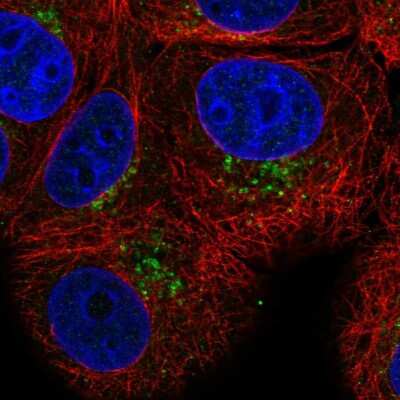 Immunocytochemistry/ Immunofluorescence: PAQR4 Antibody [NBP2-57840]