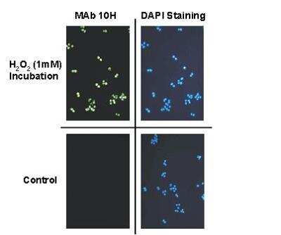 Immunocytochemistry/ Immunofluorescence: PAR/pADPr Antibody (10H) [NBP2-89039]