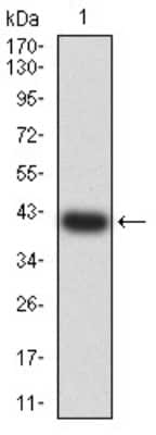 Western Blot: PAR1/Thrombin Receptor Antibody (5E2E6)BSA Free [NBP2-61770]