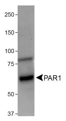 Western Blot: PAR1/Thrombin Receptor Antibody (N2-11)Azide and BSA Free [NBP2-80904]