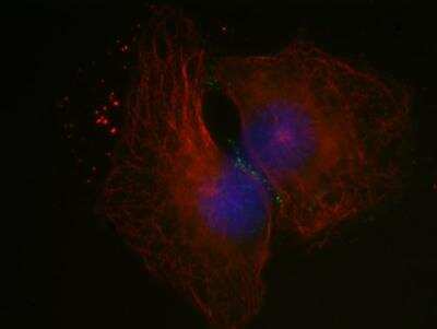 Immunocytochemistry/ Immunofluorescence: PARD3/Par3 Antibody [NBP1-88861]