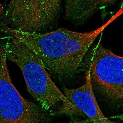 Immunocytochemistry/ Immunofluorescence: PARD3/Par3 Antibody [NBP1-88861]
