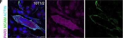 Immunocytochemistry/ Immunofluorescence: PARD3/Par3 Antibody [NBP1-88861]