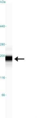 Simple Western: PARD3/Par3 Antibody [NBP1-88861]