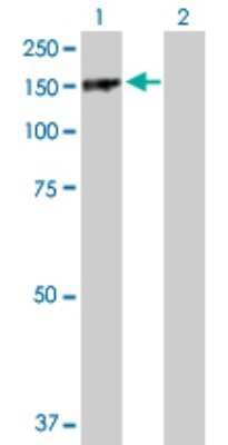 Western Blot: PARD3/Par3 Antibody [H00056288-D01P]