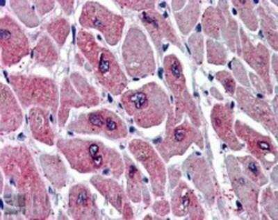 Immunohistochemistry-Paraffin: PARD6A Antibody [NB300-953]
