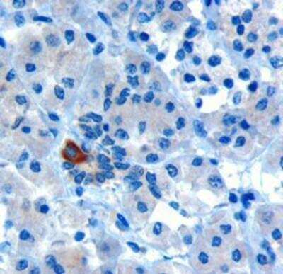 Immunohistochemistry-Paraffin: PARD6A Antibody [NB300-953]