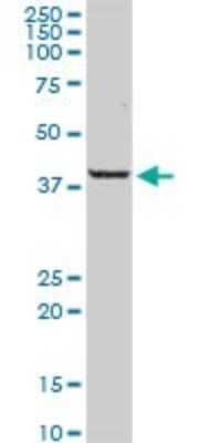 Western Blot: PARD6A Antibody [H00050855-D01P]