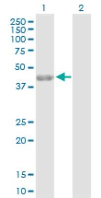 Western Blot: PARD6A Antibody [H00050855-D01P]