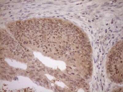 Immunohistochemistry-Paraffin: PARG Antibody (OTI6F4) [NBP2-46320]