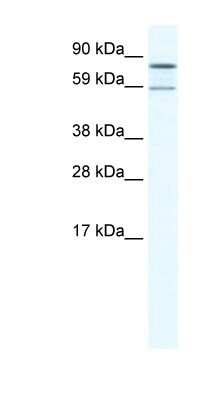 Western Blot: PARN Antibody [NBP1-80250]
