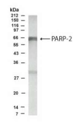 Western Blot: PARP2 AntibodyUnpurified [NB100-185]