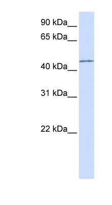 Western Blot: PARVB Antibody [NBP1-59129]