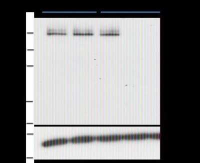 Western Blot: PASD1 Antibody (2ALCC128)BSA Free [NBP2-50234]