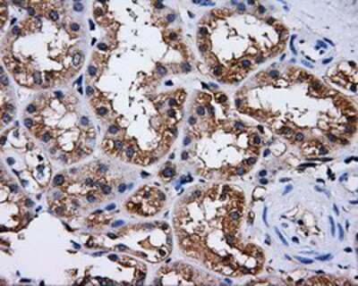 Immunohistochemistry-Paraffin: PASK Antibody (OTI8G9) [NBP2-02242]