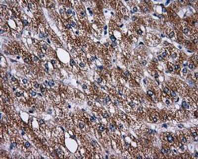 Immunohistochemistry-Paraffin: PASK Antibody (OTI8G9) [NBP2-02242]