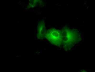 Immunocytochemistry/ Immunofluorescence: PASK Antibody (OTI8G9) - Azide and BSA Free [NBP2-73249]