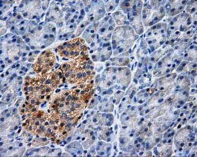Immunohistochemistry: PASK Antibody (OTI8G9) - Azide and BSA Free [NBP2-73249]