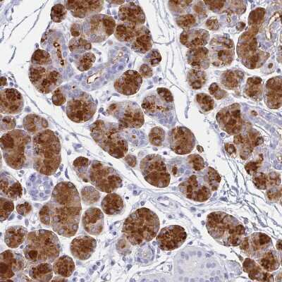 Immunohistochemistry-Paraffin: PAUF/ZG16B Antibody [NBP1-81699]