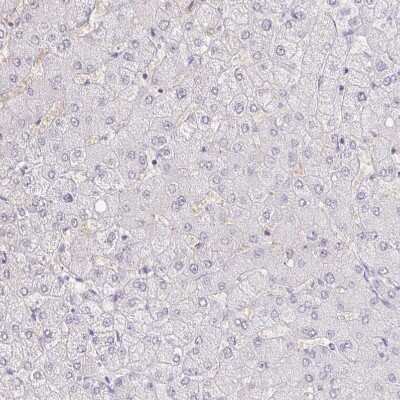 Immunohistochemistry-Paraffin: PAUF/ZG16B Antibody [NBP1-81699]