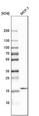 Western Blot: PAUF/ZG16B Antibody [NBP1-81699]
