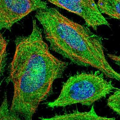 Immunocytochemistry/ Immunofluorescence: PAWR / PAR4 Antibody [NBP1-87338]