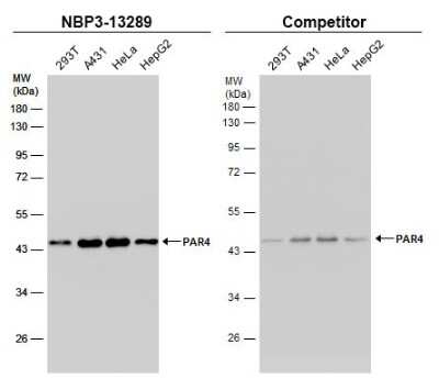 Western Blot: PAWR / PAR4 Antibody [NBP3-13289]