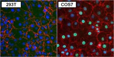 Immunocytochemistry/ Immunofluorescence: PAX8 Antibody (1F8-3A8) [NBP2-29903]