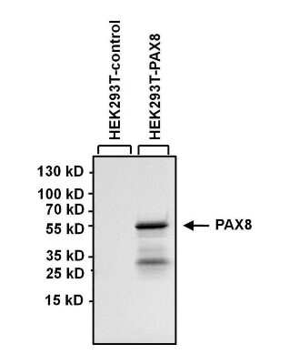 Western Blot: PAX8 Antibody (1F8-3A8) [NBP2-29903]
