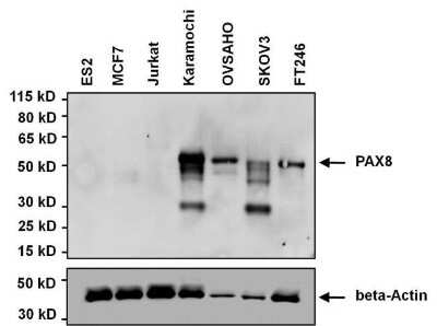 Western Blot: PAX8 Antibody (1F8-3A8) [NBP2-29903]