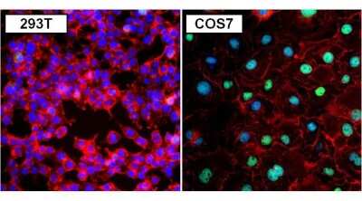 Immunocytochemistry/ Immunofluorescence: PAX8 Antibody [NBP2-29907]
