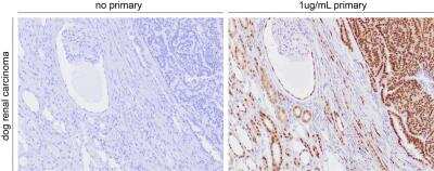 Immunohistochemistry-Paraffin: PAX8 Antibody [NBP1-32440]